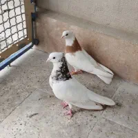 کفتر طوقی سرور