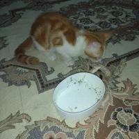 واگذاری بچه گربه