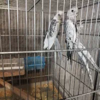 عروس هلندی همراه جوجه