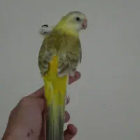 یک عدد طوطی اوازه خوان نر جوان آماده دستی و ...