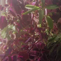 گل حسن یوسف|گل و گیاه طبیعی|مشهد, کوشش|دیوار