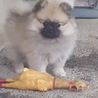 پامرانین پامرانیان