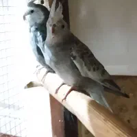 ۳جفت عروس هلندی مولد واقعی ضمانتی