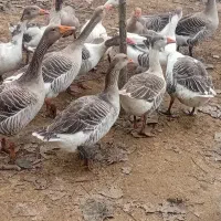 تعدادی غازچاق وسالم