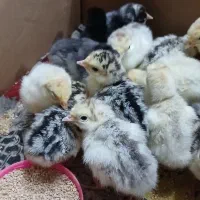 جوجه بوقلمون محلی