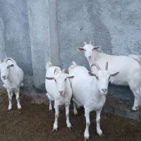 بز سانن|حیوانات مزرعه|شیروان (خراسان), |دیوار