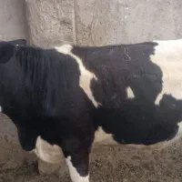 تلیسه شیری مونت بیلیارد