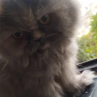 واگذاری گربه پرشین|گربه|گنبد کاووس, |دیوار