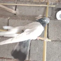 کفتر کله دمسبز فوق درشت نوک ریز|پرنده|ساوه, |دیوار