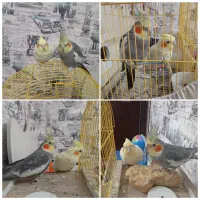 جفت عروس هلندی مولد با تمام وسایل