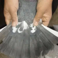 کبوتر پرشی به شرط همه چی