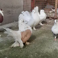 کبوتر دم چتری