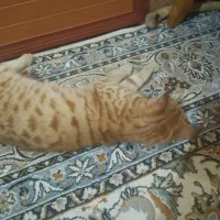 حیوانات|گربه|گرگان, |دیوار