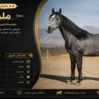 اسب مادیان ۲۲ ماهه اروپایی هولشتاین والدین اروپایی