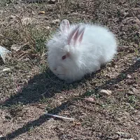 خرگوش|موش و خرگوش|بوکان, |دیوار