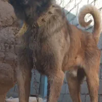 سک سرابی ۱۵ماه