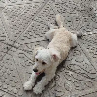 سگ واگذاری|سگ|سنگر, |دیوار