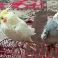 دو عدد عروس جوان سرحال  دستی دستی