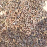 کشمش|خوردنی و آشامیدنی|قزوین, |دیوار