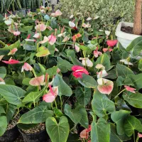 گل آنتریوم قیمت تولیدی|گل و گیاه طبیعی|بیرجند, |دیوار