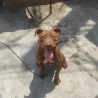 پیت بول تریر ماده معاوضه با توله پامر یا اردک غاز