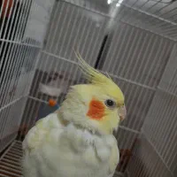نگهداری پرندگان