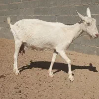 ماده سانن اصیل