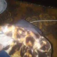 طلاق موتور سیکلت|موتورسیکلت|ارومیه, |دیوار