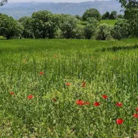 زمین جای خانه  شهرک هزارانی