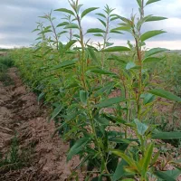 مجموعه نهالستان نصیری|خدمات باغبانی و درختکاری|خسروشاه, |دیوار