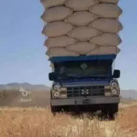 کاه گندم دیم