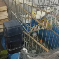 جفت عروس هلندی لوتینو نژاد اصیل