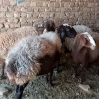 میش|حیوانات مزرعه|میان جلگه, |دیوار