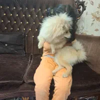 سگ پامرین عروسکی خرسی|سگ|ری, شهید غیوری (ابن باویه)|دیوار