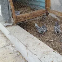 تخم مرغ سبرایت سیلور|حیوانات مزرعه|نطنز, |دیوار