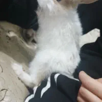 خروش اهلی|موش و خرگوش|الوند, |دیوار