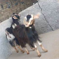 10راس بزغاله جهت نگهداری و قربانی|حیوانات مزرعه|کرج, حصارک پایین|دیوار