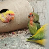 پرنده
