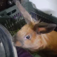 خرگوش نژاد هد لاین فروشی