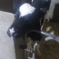 کوساله نر شیری|حیوانات مزرعه|مرودشت, زنگی آباد|دیوار