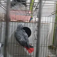 کاسکو