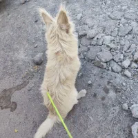 سگ پاکوتاه|سگ|بم, |دیوار