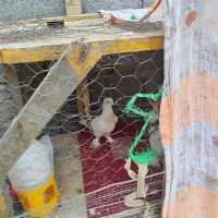 کبوتر ترکی مفقودی|پرنده|بند زرک, |دیوار