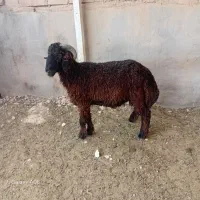 گوسفندوبره واسه عید قربان
