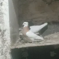 کبوتر یا کفتر طوقی سبز شازده سرور پرشی نقشی|پرنده|پیر بکران, |دیوار