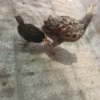 مرغ و خروس
