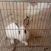 یک خرگوش سرحال