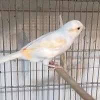 انواع قناری|پرنده|مرودشت, ابوذر شمالی|دیوار