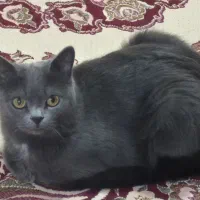 گربه اسکاتیش بلو ماده