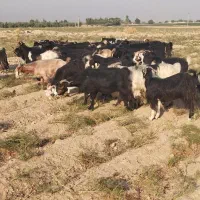 ۴۸ عدد بز برای فروش به صورت نقد